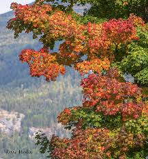 Close encounters of the bear kind = manifestation of my wildest dreams  (Part 1 of 3)