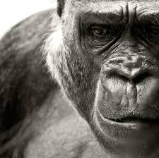 Arejar Animais Selvagens Animais Silvestres Animais