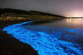 The Sea Of Stars On Vaadhoo Island Maldives Sea Of Stars Maldives Night Scenery
