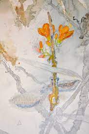 Detail Of Dharraŋgulk Dhuwa Art Australian Art Painting