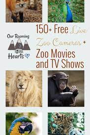 150 Live Zoo Cameras Zoo Movies And Tv Shows Kids Travel Activities Road Trip With Kids Zoo