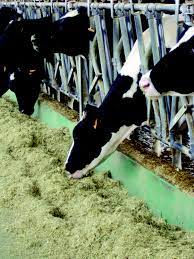 Mangimi complementari e complementari minerali che si adattano alle esigenze di ogni fase vetic è la linea nutraceutica per bovine da latte: Alimentazione Masoero Quale Nutrizione Azotata Iz Informatore Zootecnico