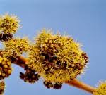 Image result for Zanha africana