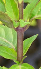 Image result for Orthosiphon scedastophyllus