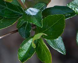 Check spelling or type a new query. Abelia Grandiflora Glossy Abelia In Victoria Garden Redding Ca