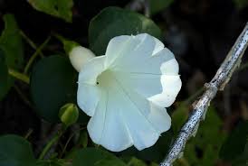 Image result for Ipomoea shupangensis