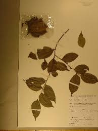 Image result for Anisophyllea boehmii