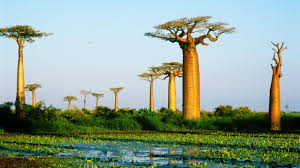 Madagascar's eligibility for preferential trade benefits under the african growth and opportunity act was reinstated in january 2015. Madagascar United States Department Of State