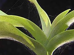 It is important to take action against these pests. Mites