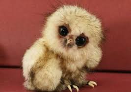 02.06.2020 · if your pet bird is listed above, it does not qualify for travel as a pet bird. Cute Pet Names For Your New Animal Friend Pethelpful