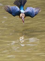Bird With No Tail Feathers Stork Billed Fishing 1 Of 4 Kingfisher Birds In Flight Beautiful Birds