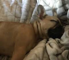 Are these the best french bulldog breeders in wisconsin (wi)? 5 Best French Bulldog Breeders In Wisconsin Reviews Smiling Bulldogs