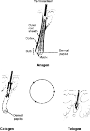 Maybe you would like to learn more about one of these? Hair Follicles An Overview Sciencedirect Topics