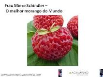 Resultado de imagem