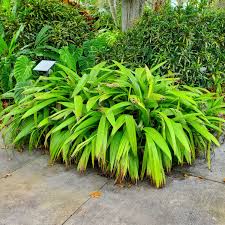 Image result for Curculigo latifolia