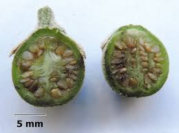 Image result for Solanum mauritianum