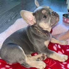 Maybe you would like to learn more about one of these? French Bulldog Puppies You Deserve The Best Anna French Bulldog Puppies 678 306 6186