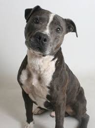 Black And White Pit Bull Terrier Mix Pin On Record Searchlight Pets
