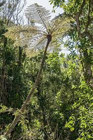Image result for Cyathea manniana