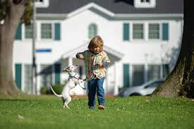 Homeowners insurance and dogs don't always get along. Can I Get Homeowners Insurance While Owning A Dog Phocus Insurance