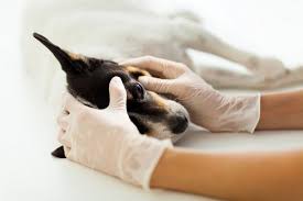 Although not mandatory, it is a good idea that pet owners ask their local pet emergency hospital if they are veccs accredited. Emergency Veterinary Care In Lansing Mi Pennsylvania Veterinary Care