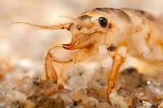 Image result for Ephemeridae