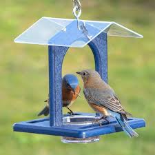 Bird Feeder For Large Birds Duncraft Com Sheltered Bluebird Mealworm Feeder Wild Birds Unlimited Best Bird Feeders Wild Birds