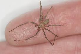 Brun Enskild Spindel Hur Den Ser Ut Och Vad Som Ar Farligt For Manniskor Brun Enstaka Spindel Brun Spindel Med Langa Ben