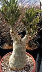 Image result for Cyphostemma jaegeri