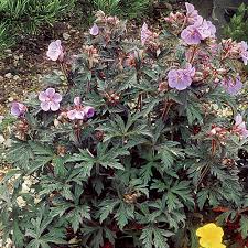 Wild geranium, geranium maculatum, also called spotted geranium, is a perennial that grows in open woods where sunlight wild herb sightings. Meadow Cranesbill Finegardening