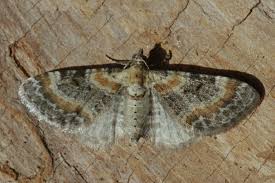 Image result for Eupithecia pulchellata