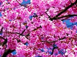 Pin On Nature