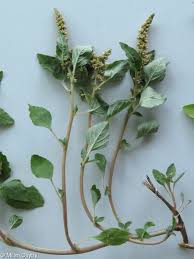 Image result for Amaranthus deflexus