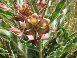 Image result for Pachycarpus concolor