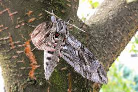 Image result for Convolvulus ocellatus