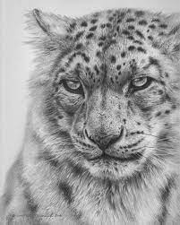 Snow Leopard Study Pencil Drawing Snow Leopard Drawing Snow Leopard Art Leopard Drawing