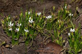 Image result for Limosella