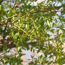 Image result for Maerua nervosa