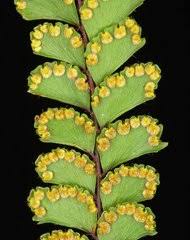 Image result for Adiantum soboliferum