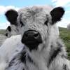 Atlanta's best miniature petting zoo is now georgia's rare breed heritage farm preservefrogtown. Https Encrypted Tbn0 Gstatic Com Images Q Tbn And9gcrsia5bhuaz6 J688s4o2tgcojyxqrhhxvazfdobhw4d16dp5fs Usqp Cau