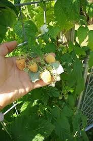 Image result for Rubus ellipticus
