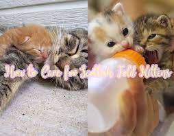 Now That You Have A New Litter Of Scottish Fold Kittens You Will At Some Point Have To Take Over The Ca Cat Scottish Fold Scottish Fold Kittens Scottish Fold