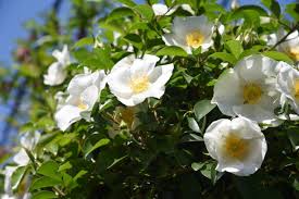 Image result for Rosa laevigata