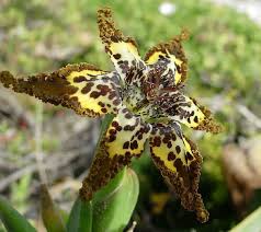 Image result for Ferraria glutinosa