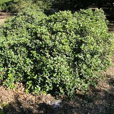 Image result for Hawthorn