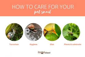 Caring For Snails As Pets Guide Diet Habitat And Care Snails In Garden Pet Snails Snail