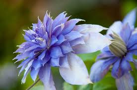Image result for Clematis