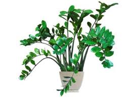 But if you know your plants are supposed to have green leaves and they have suddenly begun to turn yellow, you might find yourself confused about. Zz Plant Care Instructions How To Grow Zz Plants