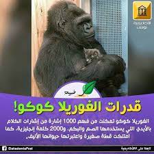 بعد أن غيرت مفهومنا عن ذكاء الحيوانات وقدراته على إبداء التعاطف ل 46 عام كانت هي عمرها في هذه الحياة تموت الغوريلا كوكو بالأمس 21 يونيو 2018 في animals gorilla