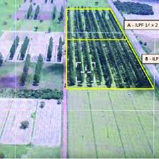 Image result for Vossia cuspidata